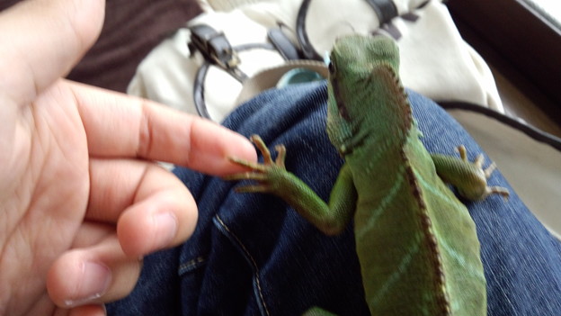 写真: 初めての爬虫類、握手！