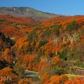 写真: 紅葉の山を登る115系
