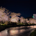 写真: 市内を流れる喜門別川沿いの桜 5月９日の事でした　(^^)/