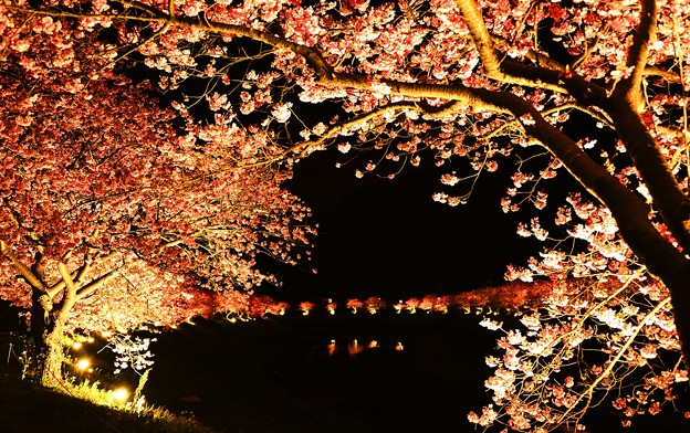 写真: 夜桜〜満開
