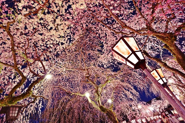 写真: 三嶋大社の夜桜が恋しくて・・・櫻回廊