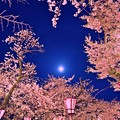 写真: 三嶋大社の夜桜が恋しくて・・・桃色吐息