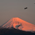 写真: 朝焼けの光の中に 〜紅富士〜