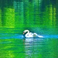 写真: スワンの湖
