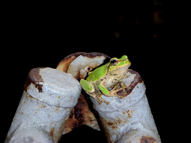 写真: 蛙の雨宿り