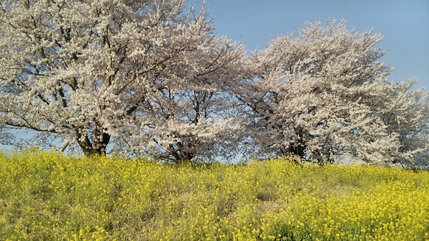 写真: 【4月2日は栗橋へ！その27】ここにも桜！