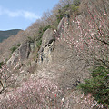 写真: 岩山とクライマーと梅のギャラリー