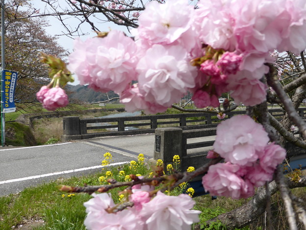 写真: 八重桜と菜の花