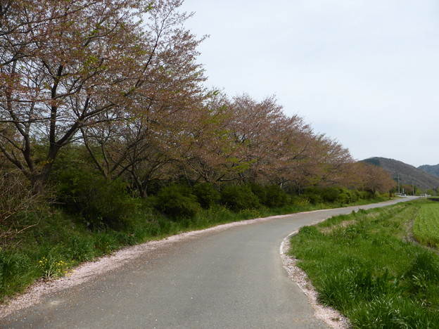 写真: 志文川堤防桜並木