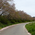 写真: 志文川堤防桜並木
