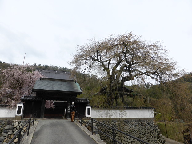 写真: 光福寺の糸桜