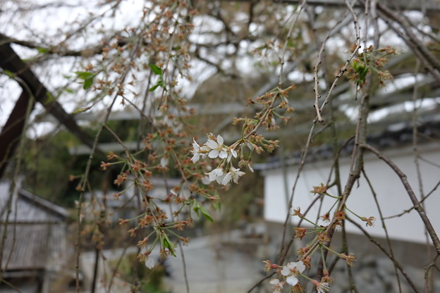 写真: 光福寺ののこり桜