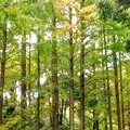 写真: メタセコイアの林