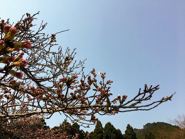写真: キャンプ場の桜はまだ蕾