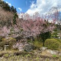 前光寺で一番咲いていた桜