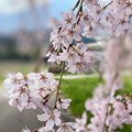 写真: 吉瀬の枝垂れ桜