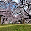 写真: 大草城址公園の桜