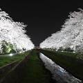 写真: 小瀬の桜、ライトアップ
