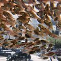 写真: 銀座を飛ぶ魚2
