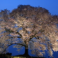 写真: 艶桜