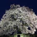 写真: わに塚の桜、ライトアップ