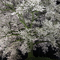 写真: 一本桜の夜