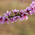 写真: 十日の桃花