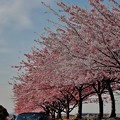 写真: 「河津桜とMaldivian blue」