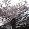 ２０１６・春＊イギリス大使館の桜１