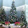 写真: 2017＊築地・聖路加タワーのクリスマスツリー