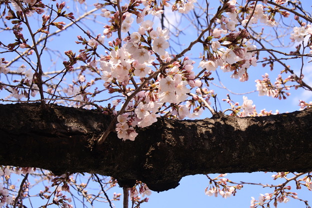 写真: ２０１９＊上野公園の桜２