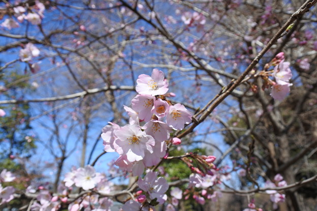 写真: ２０１９＊上野公園の桜３