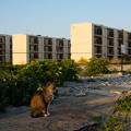 写真: 島猫と廃虚（池島）