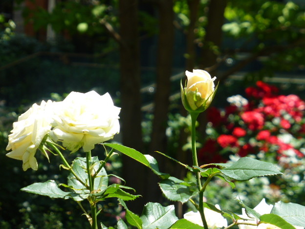 写真: 華やかなバラの花