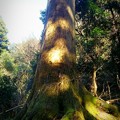 写真: 樹齢600年の御神木