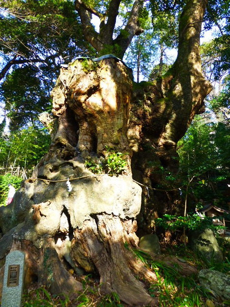 高さ約２６ｍ 国指定天然記念物の大楠