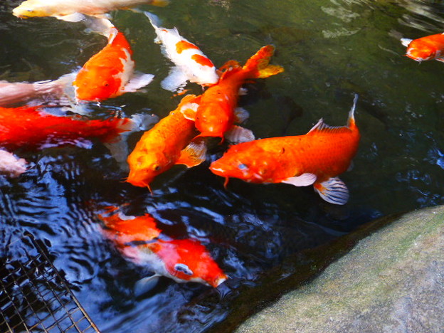 来宮神社 池で泳ぐ鯉