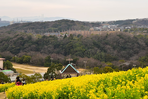 写真: 神戸総合公園 コスモスの丘