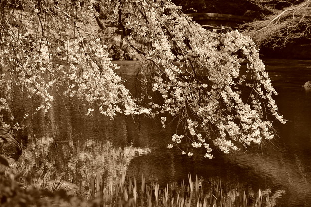 近衛池と糸桜