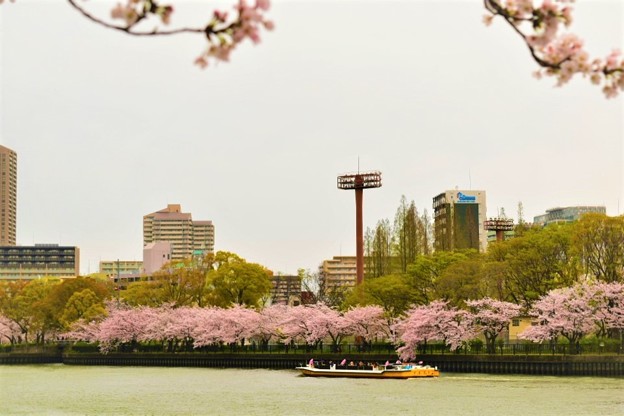 写真: 大川沿いの桜