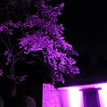 写真: 元離宮二条城の桜