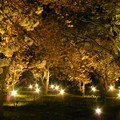 写真: 山桜のライトアップ　桜の園