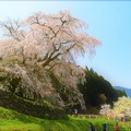写真: 高さ約13ｍの見事な又兵衛桜