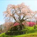 写真: 大きな枝を広げ満開の花を咲かせる