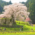 写真: 樹齢300年ともいわれる見事なしだれ桜