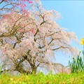 写真: 又兵衛桜と水仙