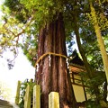 草創期の一本杉と言われる石山寺の神木