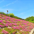写真: 仁川百合野町の芝桜