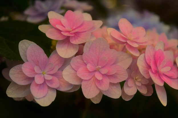 写真: ブーケ咲きの紫陽花 佳澄