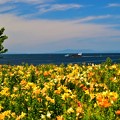 写真: ユリの花と淡路島